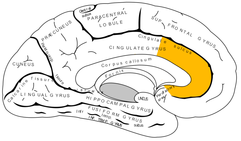 Imagen: TOT, activación neurológica. Wikimedia Commons